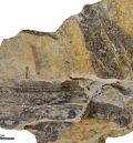 Un tipo peculiar de hojas fósiles del Cretácico aporta nuevos datos sobre los ambientes con dinosaurios en un intervalo de unos 25 millones de años
